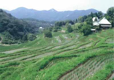 英田上山梯田