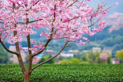 永福櫻花園