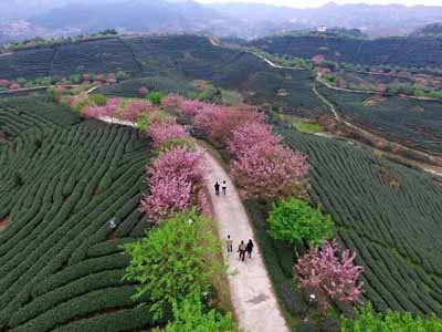 永福櫻花園