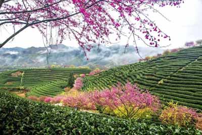 永福櫻花園