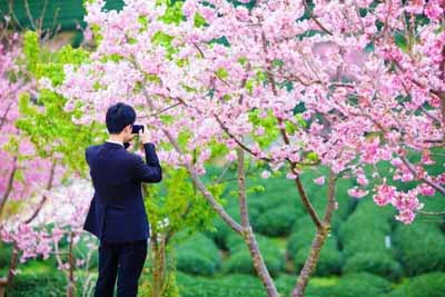 永福櫻花園