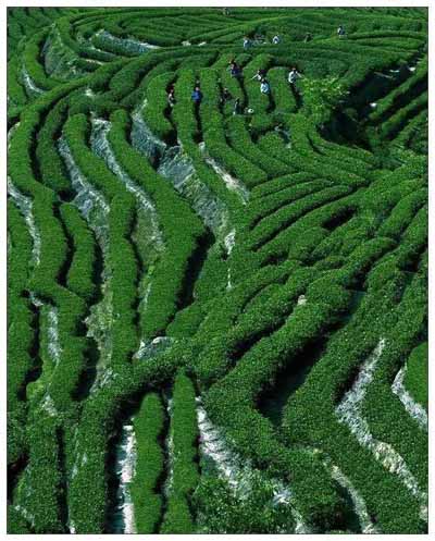 永福櫻花園