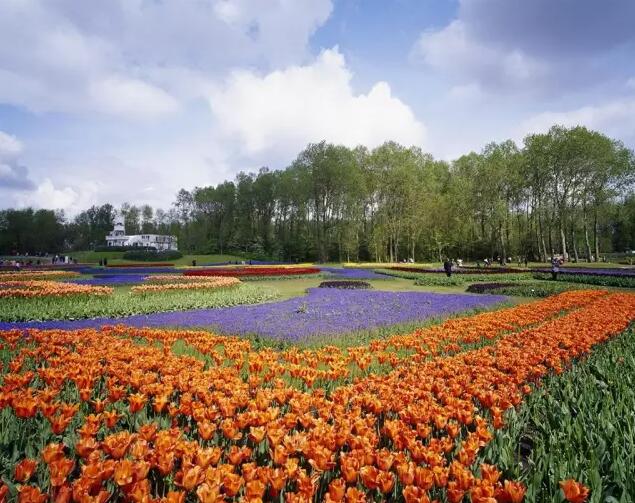 荷蘭庫肯霍夫公園——被譽為“世界上最美麗的春季公園”